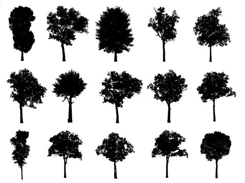collections black tree isolated. silhouette tree isolated on white background.