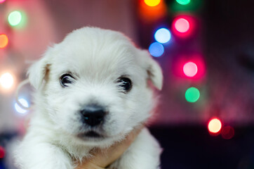 The one month old west highland white terrier puppy. The small cute adorable dog is looking at camera. Dog is on a colorful background with Christmas toys. New Year presents.