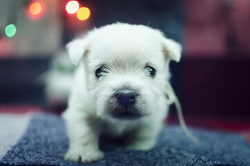 The one month old west highland white terrier puppy. The small cute adorable dog is looking at camera. Dog is on a colorful background with Christmas toys. New Year presents.