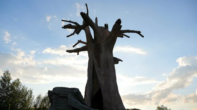 Beautiful tree silhouette in the field. An old oak. Camera in motion