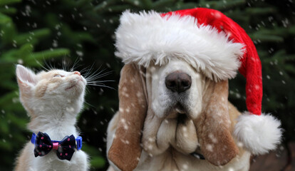 Dog with santa hat and kitten - 299946701