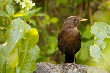 Młody Kos (Turdus merula)
