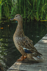 Fototapeta premium Duck sitting at the edge at a pond.