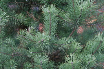 coniferous tree