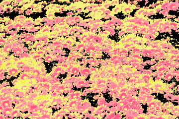 view of Pod Marigold or Corn Marigold abstract texture background.
