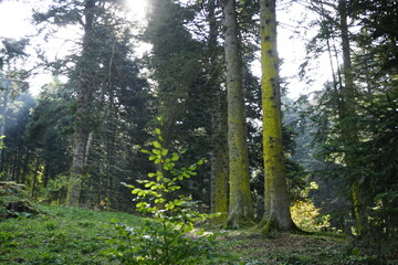 Fototapeta premium trees in the forest