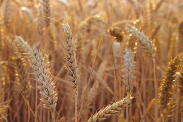 Sunny wheat field