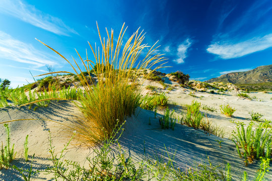 Sand dunes and vegeation near Elafonissi Beach in South West Crete, Greece