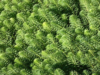 水草