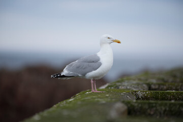 Obraz premium Scotland Uk, France and Spain, a collection