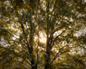 Forest in autumn colors