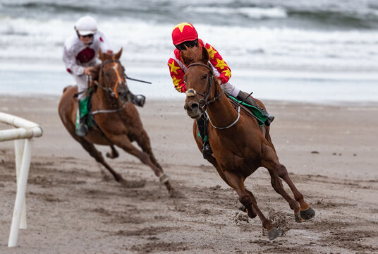 Lead Race horse and jockey racing around the corner of the track, Horse racing  on the  beach