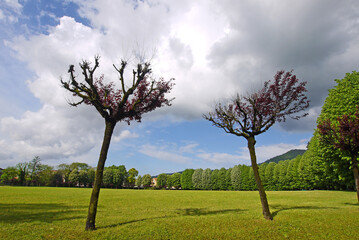 Fototapeta na wymiar Public park in Bergamo Province with two cherry trees against moody sky.