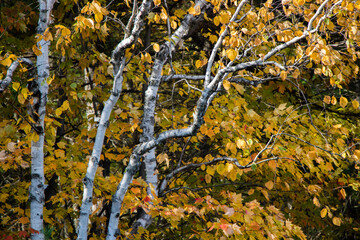 Birch tree with colourful yellow leaves in Autumn