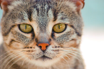 portrait of a cute kitten