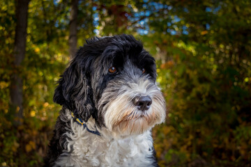 portrait of a Portuguese Water Dog