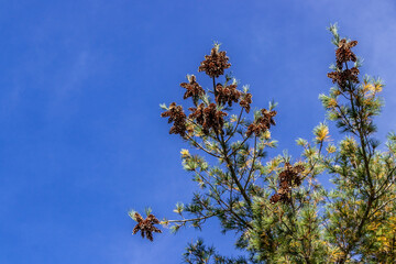 Pine cones on tree branches and blue sky