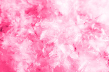 Beautiful abstract blue and purple feathers on darkness background and colorful soft white pink feather texture pattern
