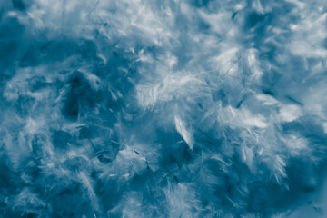 Beautiful abstract pink and purple feathers on darkness background and colorful soft white blue feather texture pattern