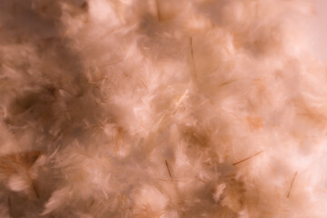 Beautiful abstract white and brown feathers on darkness background and colorful soft brown white feather texture pattern