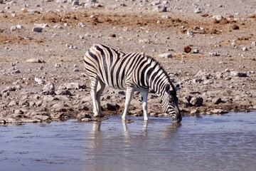 Fototapeta na wymiar Lone zebra drinking