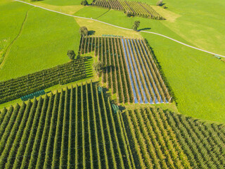 Aerial view of apple orchard. Large apple plantation in Val Venosta, Italy.