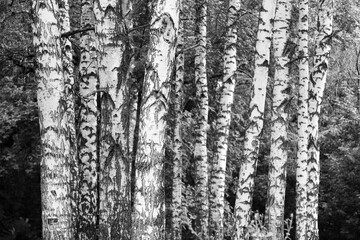 Fototapeta na wymiar Young birches with black and white birch bark in spring in birch grove