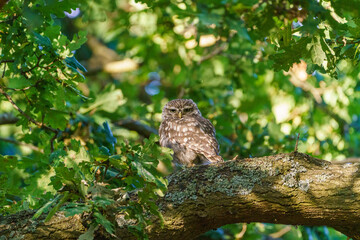 Little Owl (Athene noctua) surrounded by leaves in a tree, taken in the UK