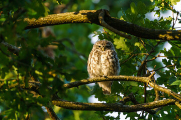 Little Owl (Athene noctua) surrounded by leaves in a tree, taken in the UK