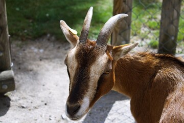 Cute pygmy goat in petting zoo