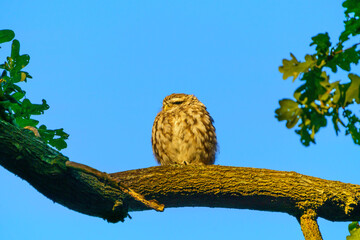 Little Owl (Athene noctua) against blue background on a lbranch, taken in the UK