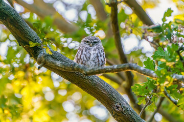 Little owl (Athene noctua)  perched on a branch in late evening, taken in the UK