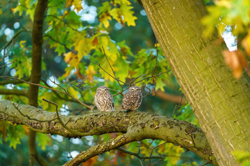 A pair of Little Owl (Athene noctua) perched together on a branch in Autumn, taken in the UK