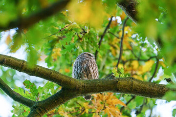 Little owl (Athene noctua)  perched on a branch in late evening, taken in the UK