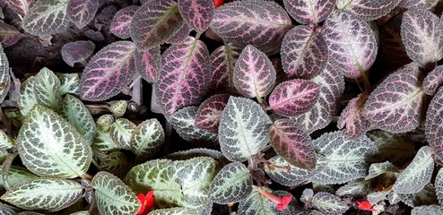 Fototapeta na wymiar Beautiful pattern of green leaves for background at garden park. Silver Skies - Beauty of Nature and Natural art wallpaper Scientific name of tree is Episcia cupreata (Hook.) Hanst)