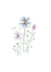Beautiful daisies on the white background.