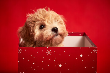 little cute puppy sits in a gift box on red background