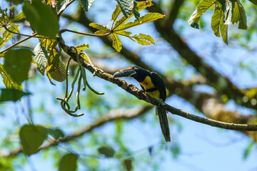 Collared Aracari (Pteroglossus torquatus) perche din a tree, taken in Costa Rica