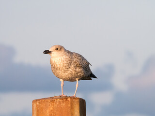 Juvenile herring gull, young seagull, perching on pole, Netherlands