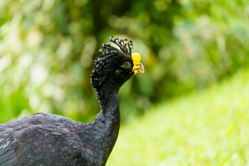 Great Curassow (Crax rubra) male, taken in Costa Rica