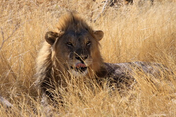 Male lion laying in grass, Namibia