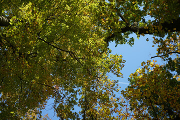 Back light shot on an autumn day in the german park