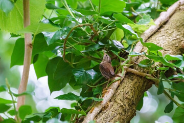 Wren (Troglodytes troglodytes) perched, taken in the UK