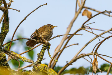 Wren (Troglodytes troglodytes) perched, taken in the UK