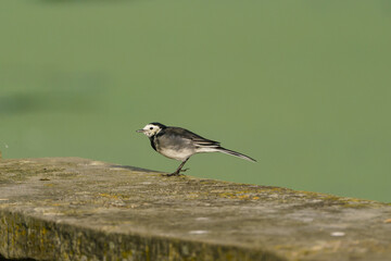 White Wagtail (Motacilla alba) , taken in the UK
