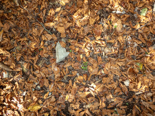 texture of autumnal  leaves