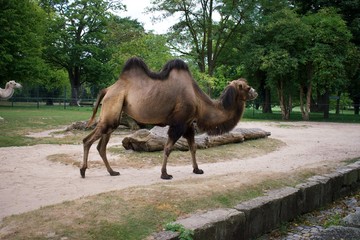 A bactrian (two hump) camel walking in enclosure 