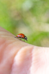Close-up of a ladybug on a girl's hand