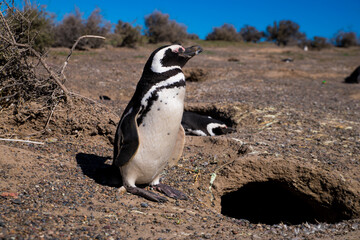 Patagonia Argentina - Penguins in the nest - Puerto Madryn - Punta Tombo