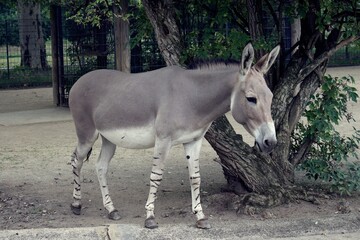 Close up of African wild donkey